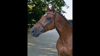 NANDO DAKAR VDL x GOODTIMES  2018 gelding [upl. by Flore]