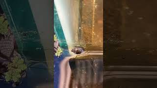 Baby snails in my 150 gallon DIY pond 😎 [upl. by Oaoj]