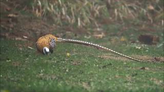 Reevess Pheasant Dongzhai Henan China 2018 [upl. by Fayre]