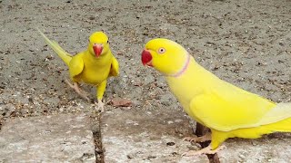 Roseringed parakeet multi colours Birds Video Animal life [upl. by Rybma760]