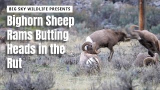 Bighorn Sheep Rams Butting Heads in the Rut [upl. by Dnomsaj]