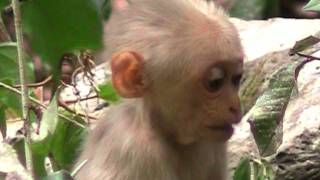 Stumptailed Macaque ลิงเสน ลิงหมี [upl. by Nagiam583]