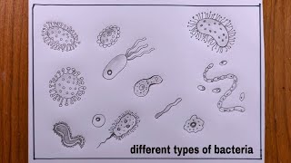 how to draw different types of bacteriadifferent types of bacteria diagram [upl. by Rosena814]