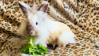 Fluffy bunny eating salad [upl. by Clovah]