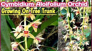 Cymbidium Aloifolium Orchid Care  How to Grow Cymbidium Orchid on tree [upl. by Iclek]