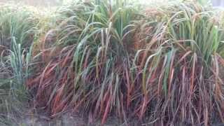 CITRONELLA  Cymbopogon winterianus Cultivation [upl. by Suiravaj798]