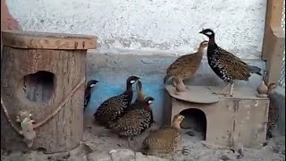 Black Francolin voice 3 Francolin calling his mate توراش فرانكولين الغناء [upl. by Sirmons985]