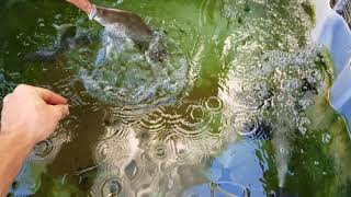 Hand feeding barramundi live fish in ibc and oscar and cichlid tank [upl. by Wearing]