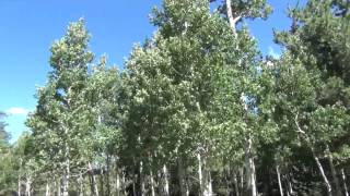 Quaking Aspen quaking [upl. by Ednew]