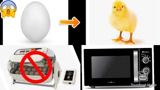 Fastest Hatch Egg Hatch in Microwave😱 Just in Few minutes😱 [upl. by Oirevlis]