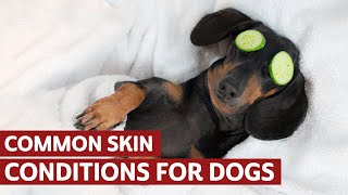 Common skin conditions for dogs [upl. by Levitt]