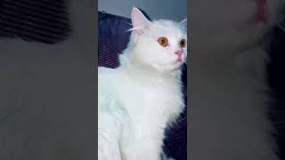 my cat reaction on cat sound 🤣 🤣 cutykitty shorts cat catsound shortfeed 2 angrycatsound [upl. by Navnod]