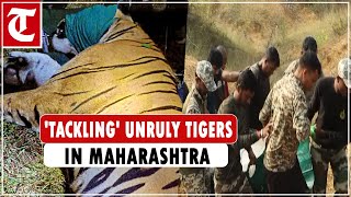 Meet the rapid response team tranquilizing unruly tigers in forests of Maharashtra [upl. by Morra]