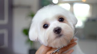 Lovely maltese puppys first haircut  ✂️❤️🐶 [upl. by Morlee]