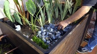 Patio Pond with Bog Filter  Planting the Pond Plants  Part 11 [upl. by Anikal]