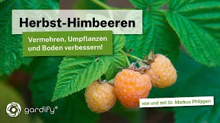 HerbstHimbeeren vermehren und umpflanzen Hierbei gleichzeitig den Boden verbessern [upl. by Gagliano249]