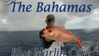 Blue Marlin Cove Epic trip to the Bahamas [upl. by Bekelja]