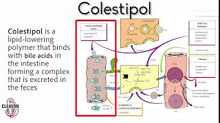 Colestipol Pronunciation [upl. by Yrak899]