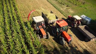 Zetor 6245  Same Argon 80  Massey Ferguson 135  Silaža kukuruza 2023  Ursus C360  Pt 1 [upl. by Inotna478]