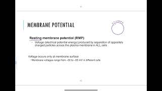 35  Resting Membrane Potential [upl. by Eremehc]