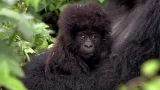 Virunga The quest to protect Africas oldest national park [upl. by Anwahsat]