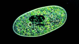 Amazing Microscopic video Paramecium Bursaria showing symbiosis with green algae [upl. by Annawik]