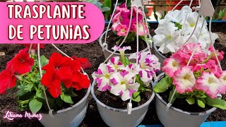 TRASPLANTE DE PETUNIAS Liliana Muñoz [upl. by Collayer410]