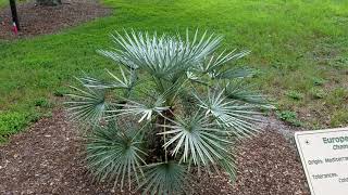 Chamaerops humilis quotceriferaquot  The Silver Mediterranean Fan Palm from Morocco [upl. by Anihpesoj]