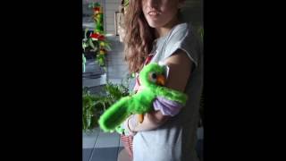 My Safe Bird Store Huggers Green Parrot [upl. by Alyar]