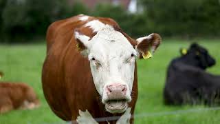 How can you make your farm more sustainable Find out at our Open Day this July on Tullamore Farm [upl. by Lisandra]