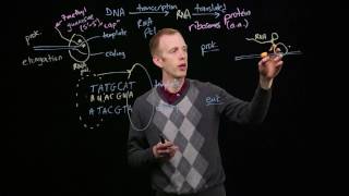 Transcription Elongation and Termination [upl. by Settle]