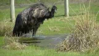 Crazy Emu Jumping for Joy and Taking a Bath [upl. by Xylon]