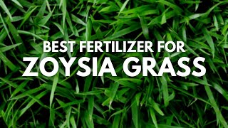 Best Fertilizer For Zoysia Grass  Zoysia Grass Lawn Care [upl. by Nylyoj]