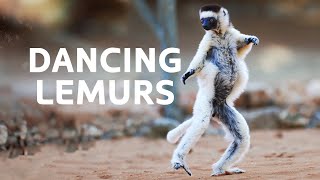 Sifaka Lemurs The Dancing Lemurs Threatened By Extinction  Madagascar Wildlife Documentary [upl. by Haggerty]