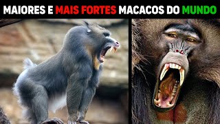 10 MACACOS MAIS FORTES DO MUNDO  Maiores macacos do mundo [upl. by Enyrhtac362]