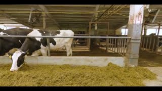 Artemisinin derivatives can kill Theileria annulata infested cow cells by damaging DNA [upl. by Suivatnom]