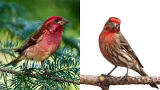 House Finch or Purple Finch [upl. by Owens]