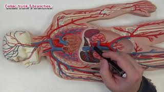 Circulatory System  Arteries [upl. by Jacobson]