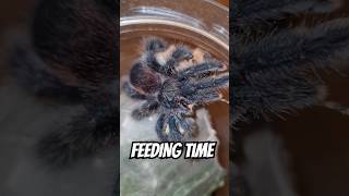 Hungry Pink Toe Tarantula Avicularia avicularia spider tarantula pinktoetarantula [upl. by Drye]