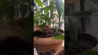 Litchi Plant From Seed  Moving to bigger pot plants saplings homegarden gardening [upl. by Nylloc]