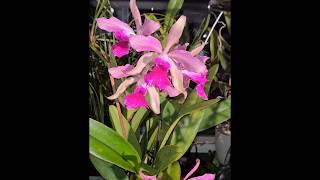 Lc Elegans a very bloomwilling reliable fast growing cattleya orchid now in bloom 7 flowers [upl. by Carpio228]