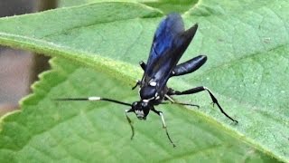 Parasitoid Wasps  ID requested on three species Ichneumonoidea [upl. by Kelvin659]