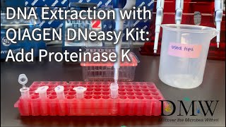 DNA Extraction with QIAGEN DNeasy Kit Add Proteinase K [upl. by Anaylil]