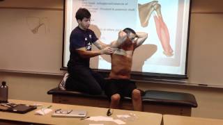 Triceps BrachiiManual Therapy Palpation and Stretch [upl. by Frank]