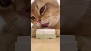 catmint petcat goodthing asmr funny [upl. by Eaves]