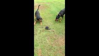 Doberman VS Snake Caution  Graphic [upl. by Worrad]