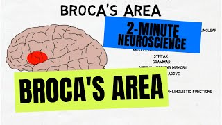 2Minute Neuroscience Brocas Area [upl. by Tnirb]