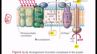 Electron transfer in purple bacteria [upl. by Ennairej530]