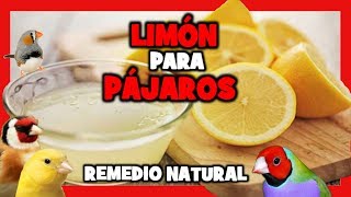 LIMON para CANARIOS y PAJAROS EXOTICOS 🐤 REMEDIOS CASEROS para CANARIOS PERIQUITOS JILGUEROS [upl. by Rodd]