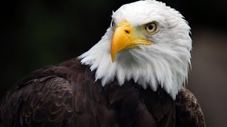 Best Documentary 2016  American Eagle HD  Nature Documentaries  Nat Geo Wild [upl. by Nevla]